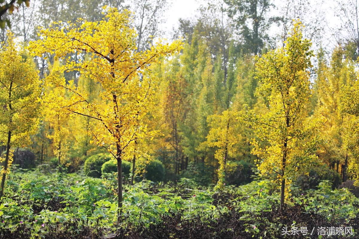 银杏果属于什么果实,银杏树结的果是什么果