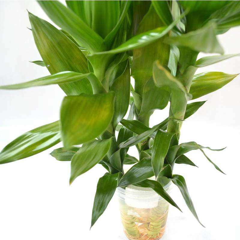 观音竹叶子发黄怎么救还能变青吗,文竹叶子发黄怎么养花