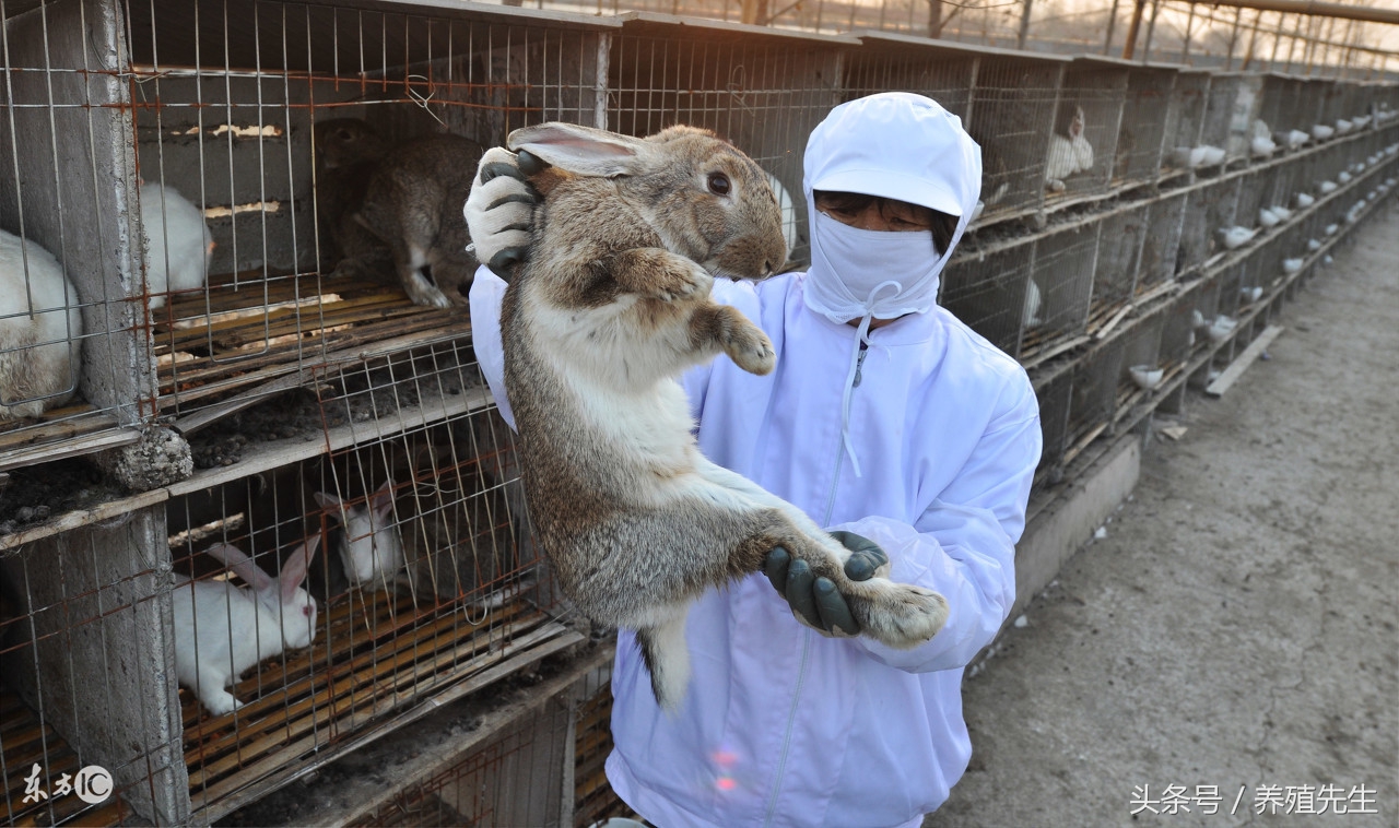 兔感冒打什么针,兔感冒吃什么药