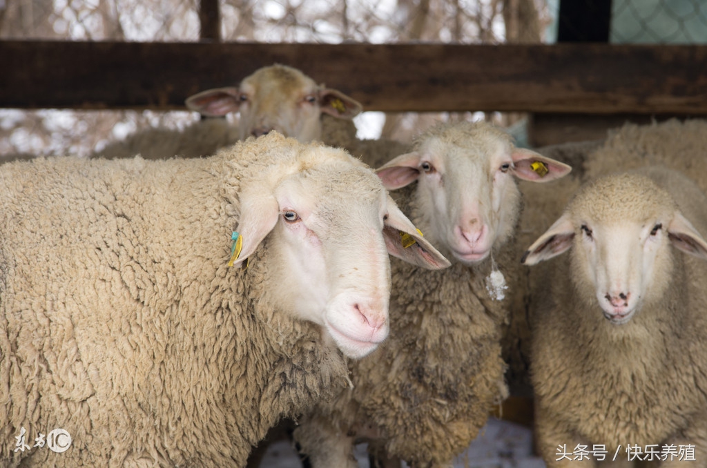 羊运输应激综合症怎么处理,羊长途应激怎么治疗