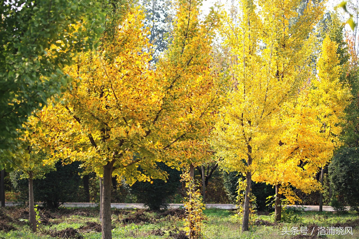 银杏果属于什么果实,银杏树结的果是什么果