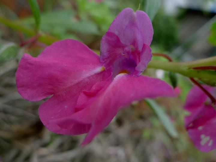 中药急性子的最新用途,中药急性子的副作用