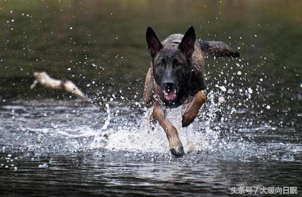 训练马犬的五大关注事项