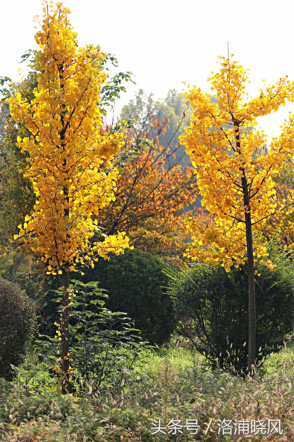 银杏果属于什么果实,银杏树结的果是什么果