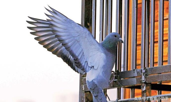 鸽子吐食拉绿色便是怎么回事,鸽子比赛回来过后拉稀怎么回事