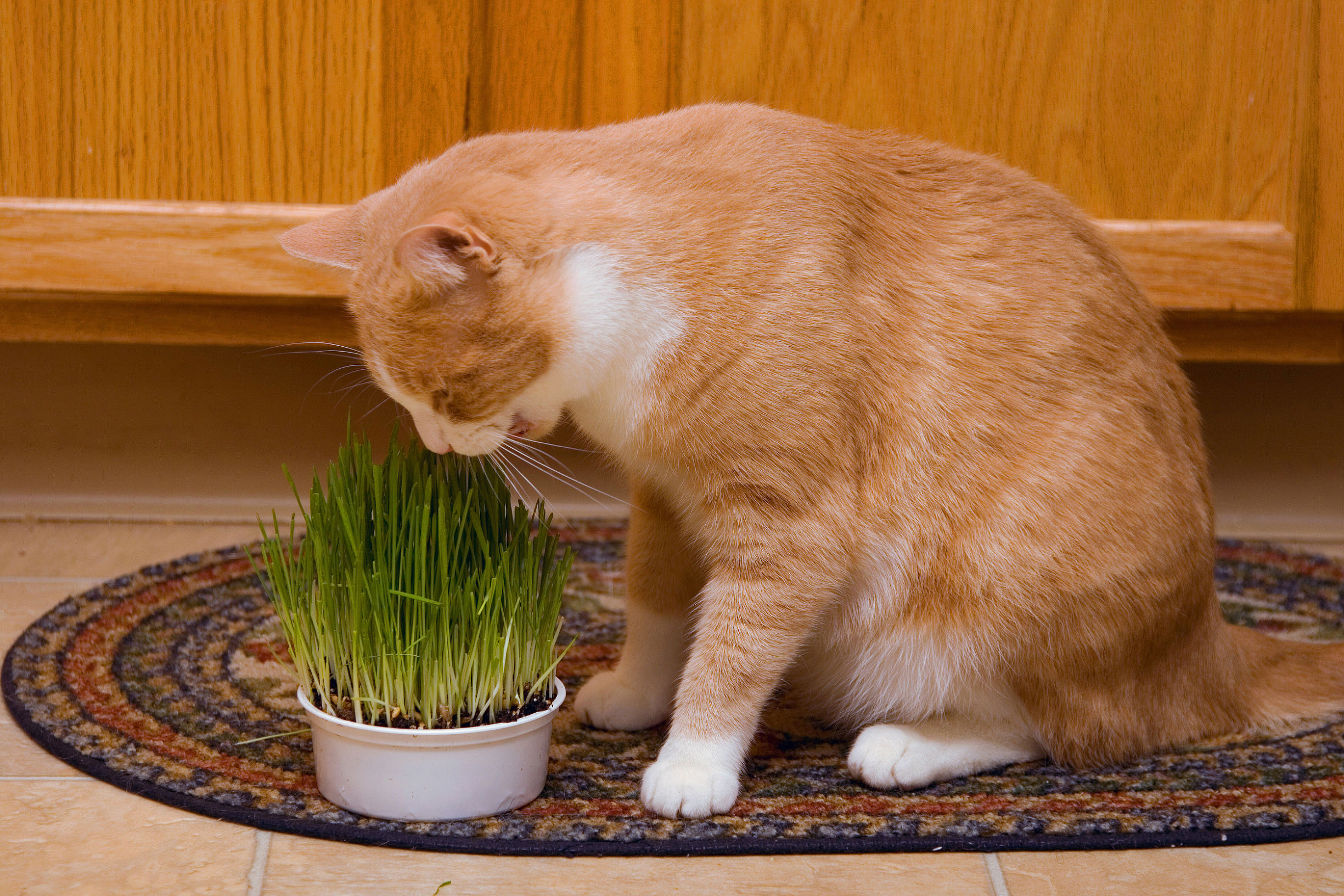 猫咪呕吐吃多久益生菌见效,猫咪呕吐医院开了益生菌