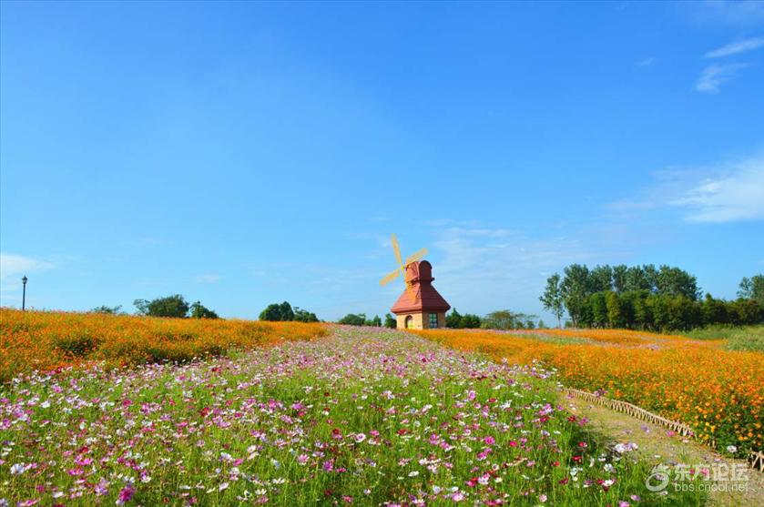 宁波秋天风景好的地方推荐,宁波秋天哪里有花海