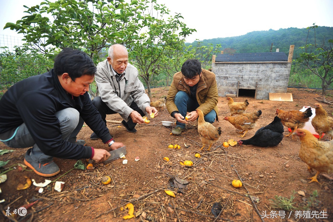 兔感冒打什么针,兔感冒吃什么药