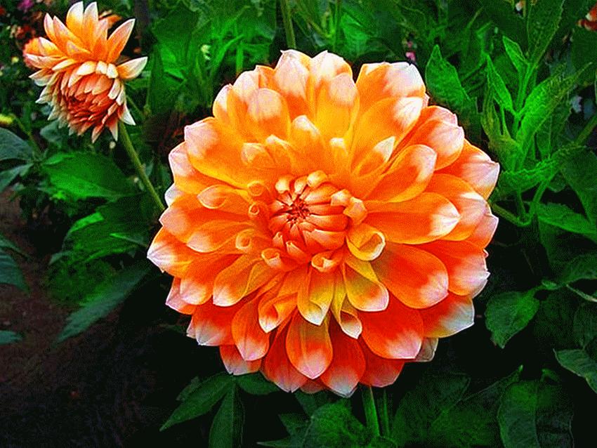 心累睡不着图片,心累睡不着完整版