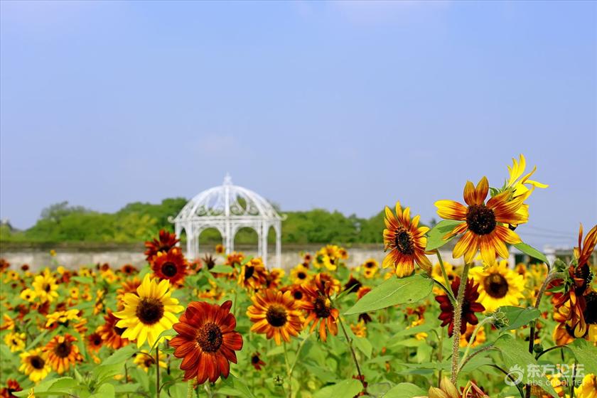宁波秋天风景好的地方推荐,宁波秋天哪里有花海