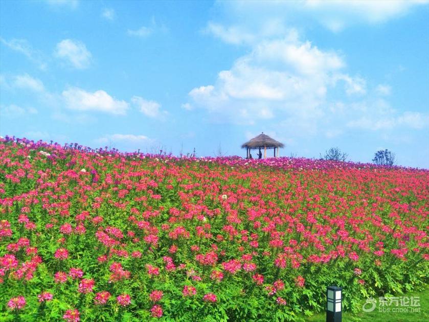 宁波秋天风景好的地方推荐,宁波秋天哪里有花海
