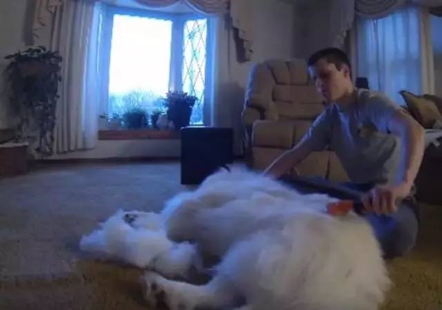 萨摩耶一年洗几次澡,萨摩耶的传说完整版