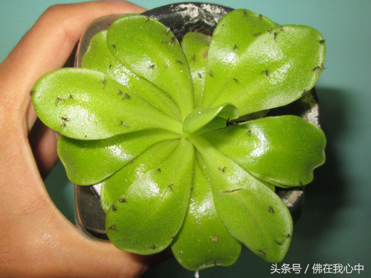 家里的植物长虫了，又不想打农药，可以试试这几种办法