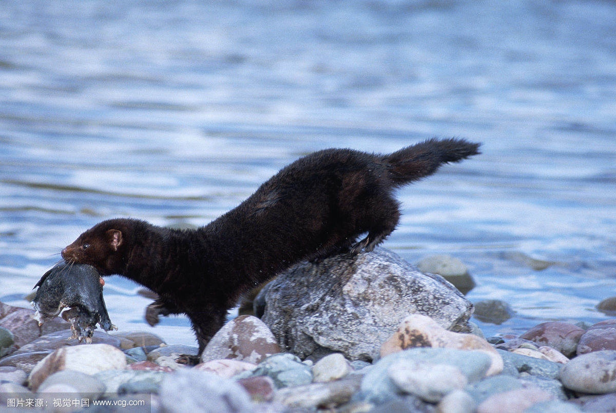 水貂养多久能繁殖,宠物水貂繁殖