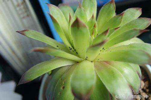 家里的植物长虫了，又不想打农药，可以试试这几种办法