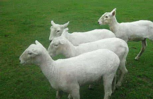 母羊难产怎么解决问题,造成母羊难产的原因及解决方案