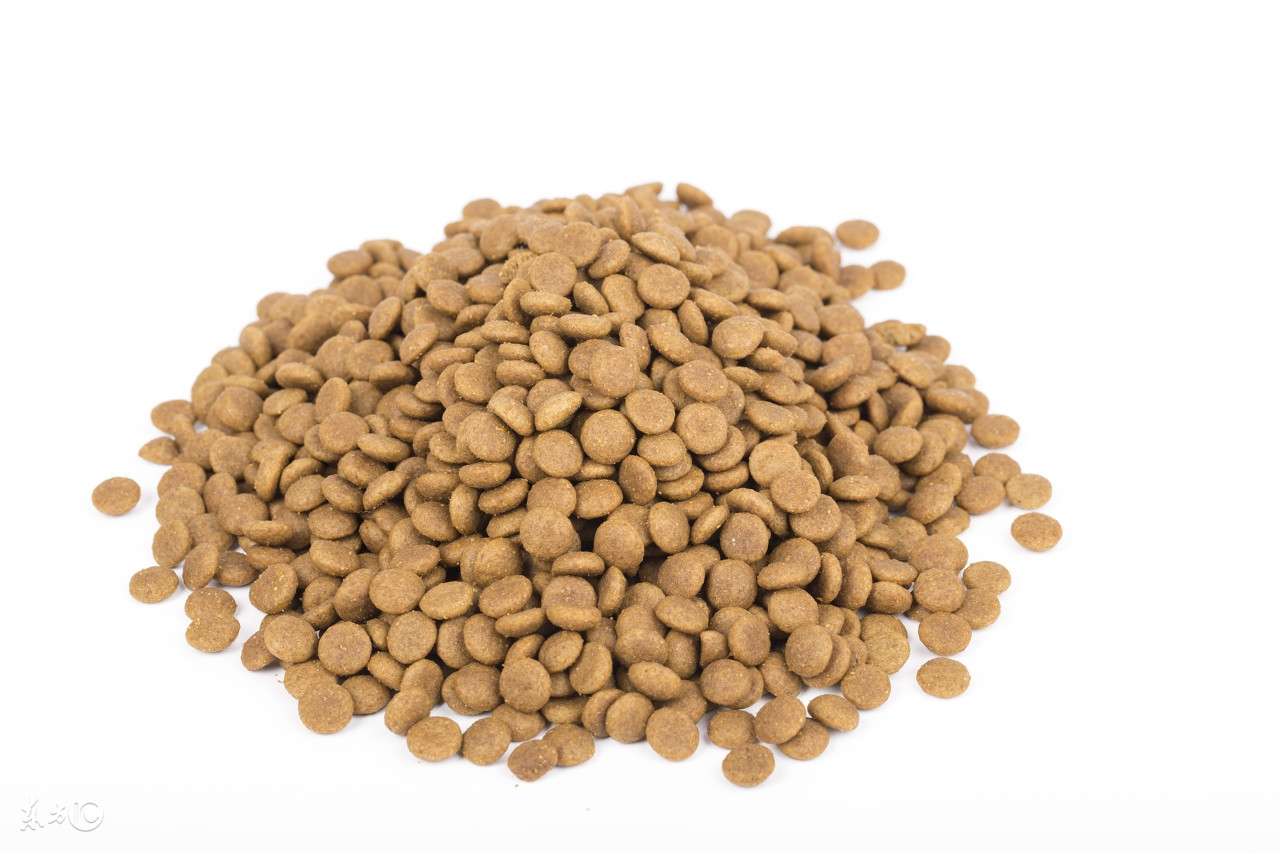 乱投喂动物的危害,泰迪狗是怎么引起肾不好