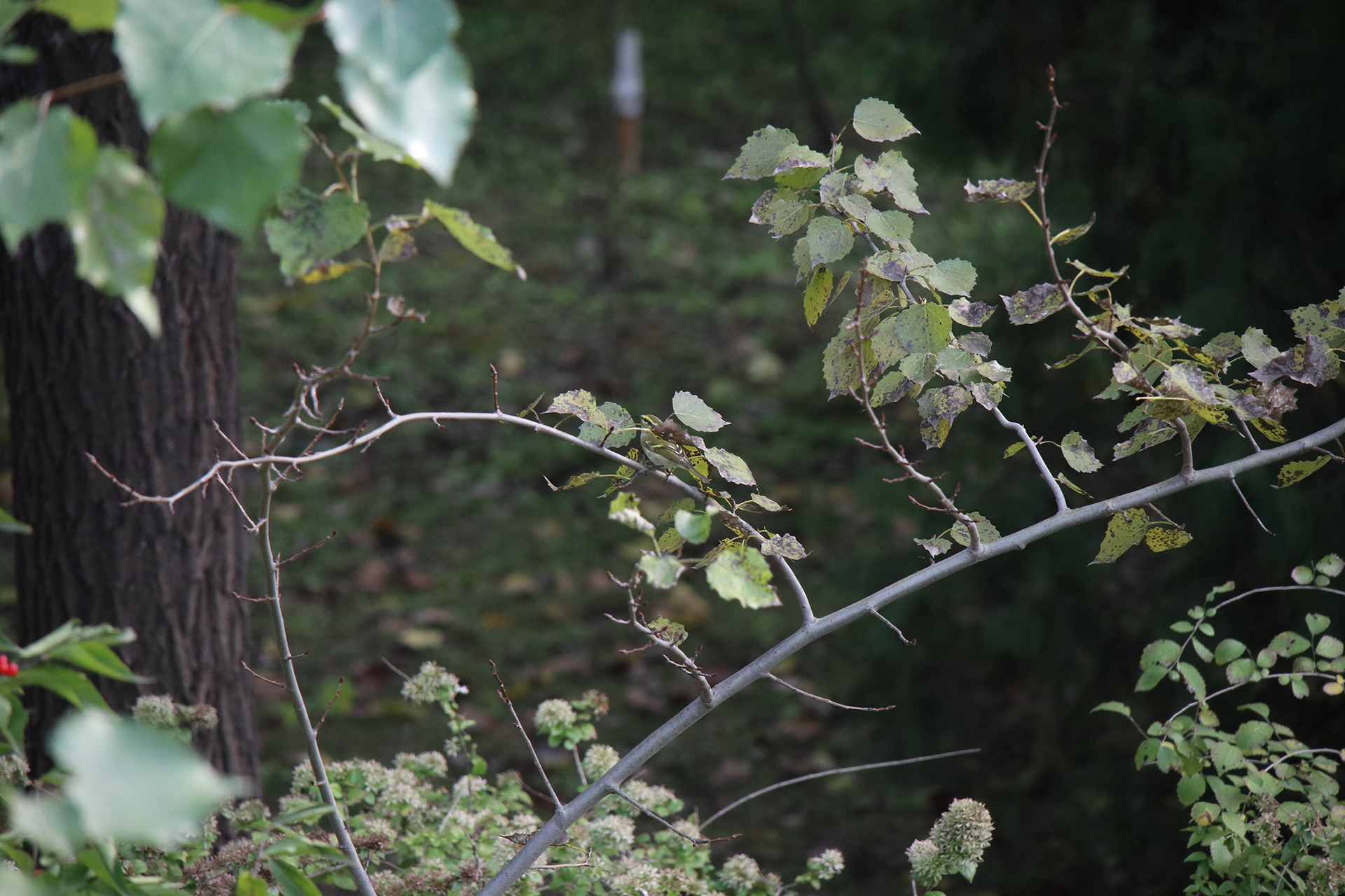 佳能eosm6二代拍照指南,佳能m6二代拍摄作品欣赏