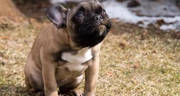 狗狗老在门口尿尿怎么对付,狗狗老是在家尿尿怎么办