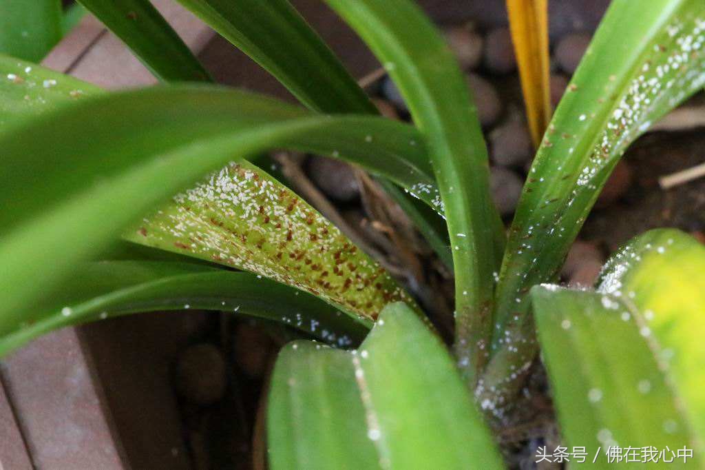 家里的植物长虫了，又不想打农药，可以试试这几种办法