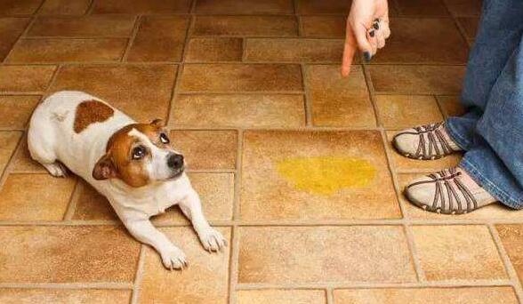 狗狗老在门口尿尿怎么对付,狗狗老是在家尿尿怎么办