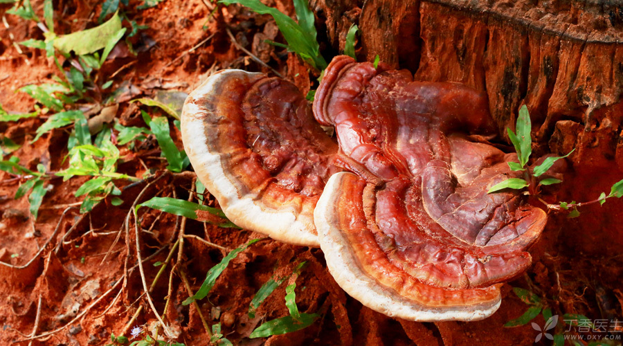 灵芝跟人参哪个对身体比较好,灵芝和人参怎么吃效果最好呢