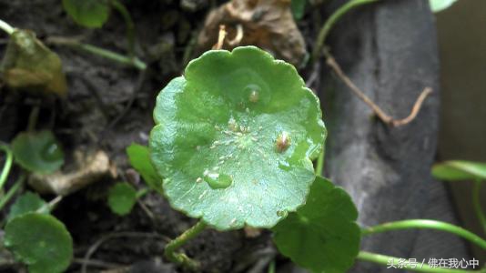 家里的植物长虫了，又不想打农药，可以试试这几种办法