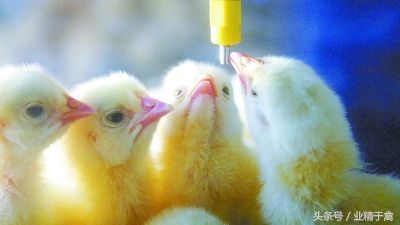 养鸡的技术和方法小鸡生病怎么办,养鸡怎样让鸡少生病