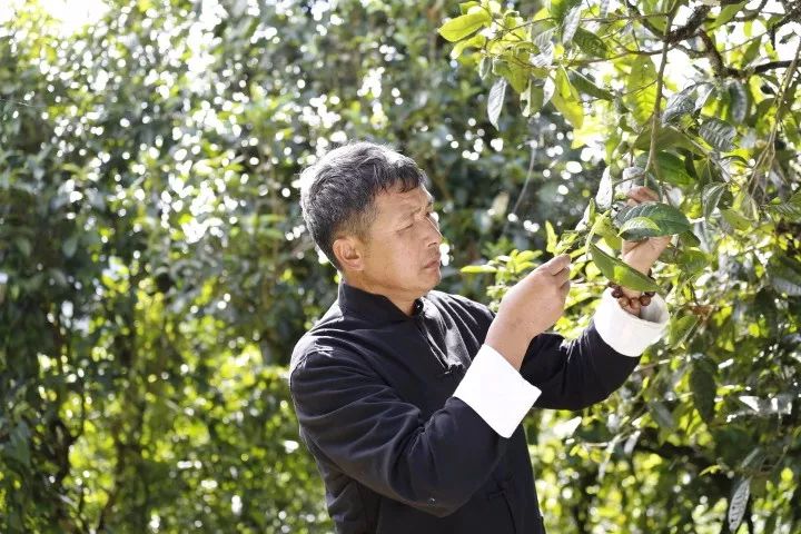 龙润茶大师熟普,龙润茶大师生茶