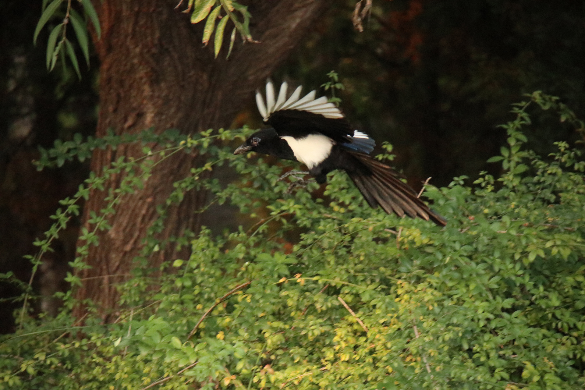 佳能eosm6二代拍照指南,佳能m6二代拍摄作品欣赏