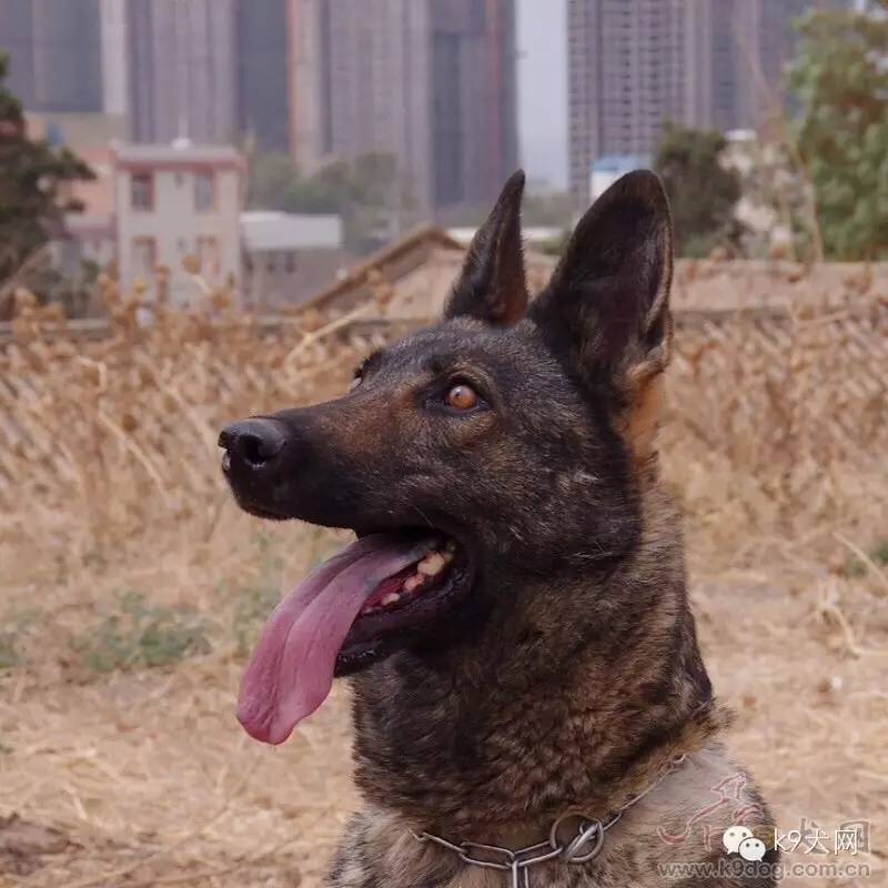 k9小贴士——德牧的耳朵不竖立，怎么办呢？看这里哦！