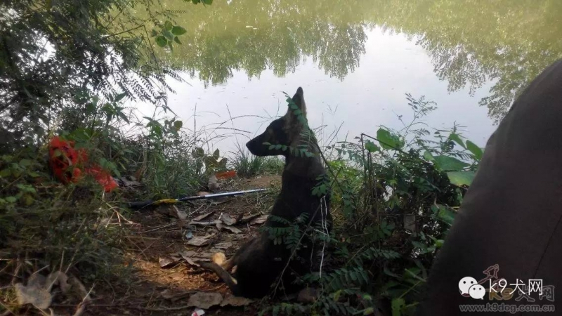 k9小贴士——德牧的耳朵不竖立，怎么办呢？看这里哦！