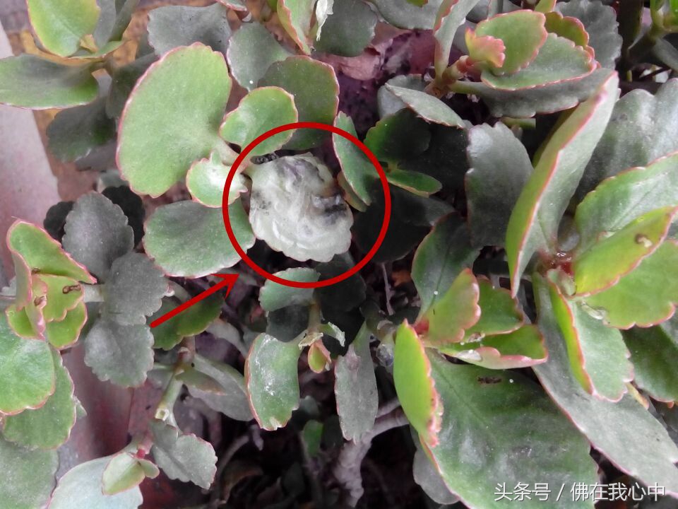 家里的植物长虫了，又不想打农药，可以试试这几种办法