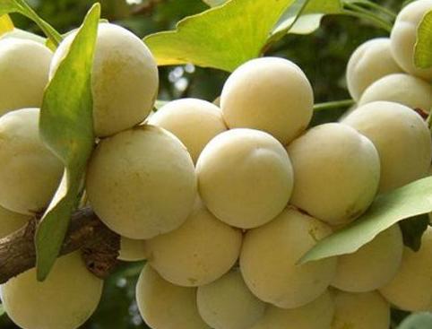 银杏果孕妇吃了会怎么样,白果孕早期可以吃吗