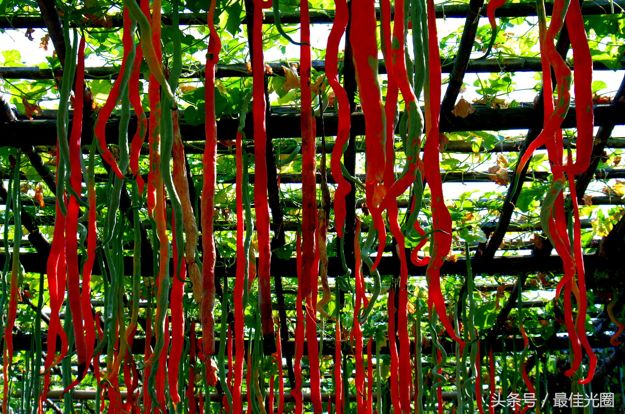 东涌绿道长廊有水玩吗,东涌绿道在哪里