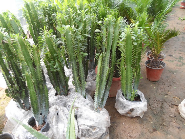 纰х豢鑹充附鑺卞崏鍥剧墖,纰х豢鑻嶇繝鐢熸満鍕冨媰