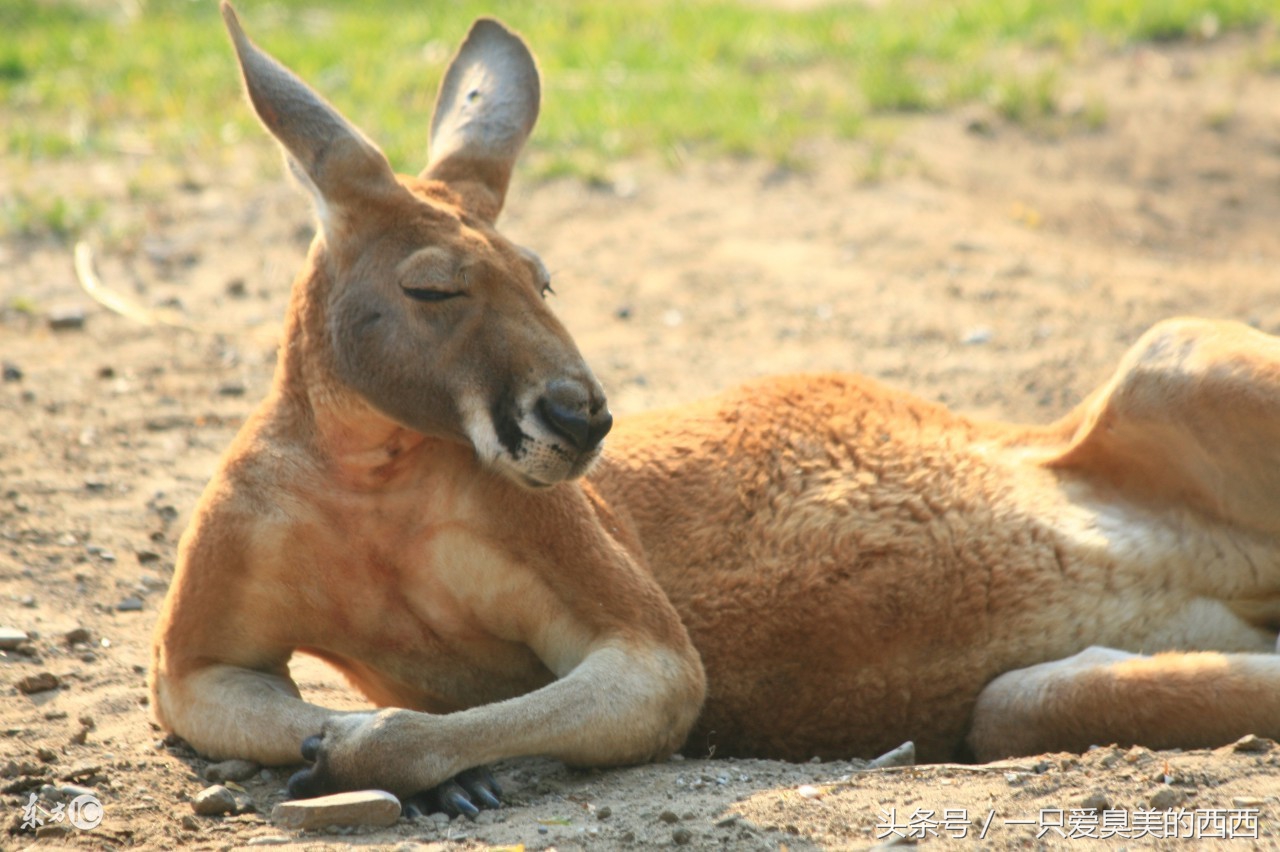 激光祛痘坑和光子嫩肤,打光子嫩肤会爆痘吗