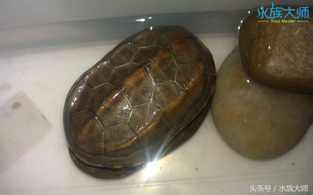 冬眠的龟没清肠能重头清肠吗,龟冬眠需要喂食吗