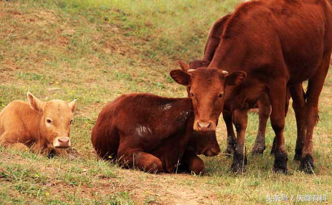 养牛技术与牛病的防治,牛常见病防治技术