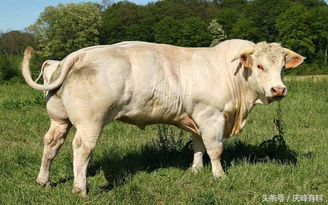 养牛技术与牛病的防治,牛常见病防治技术