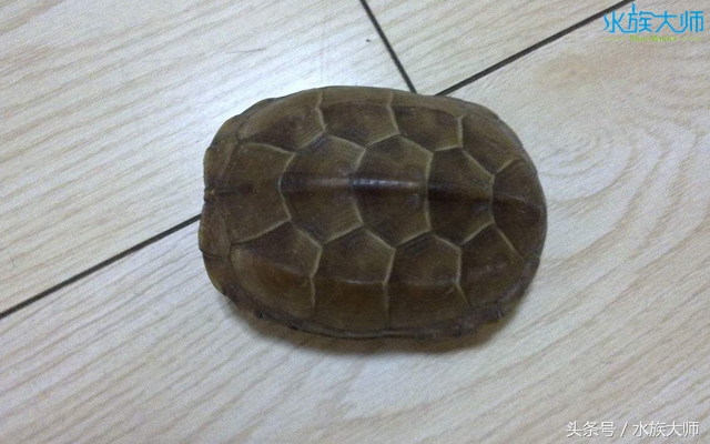 冬眠的龟没清肠能重头清肠吗,龟冬眠需要喂食吗