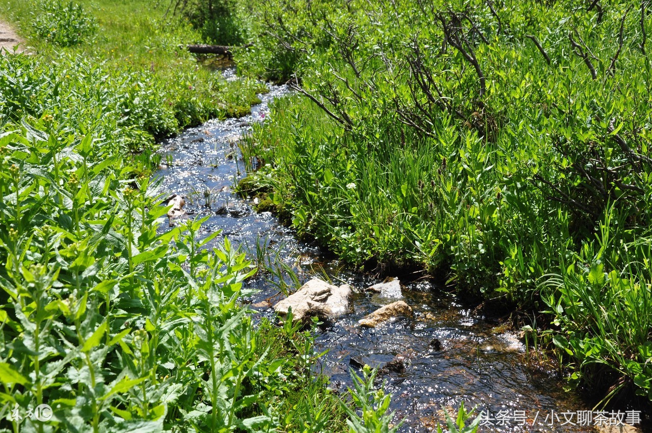 正山小种味道的特点,正山小种的香味及汤色口感