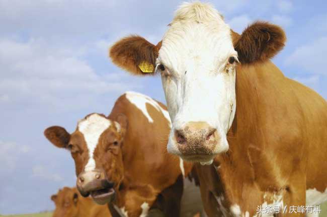 养牛技术与牛病的防治,牛常见病防治技术