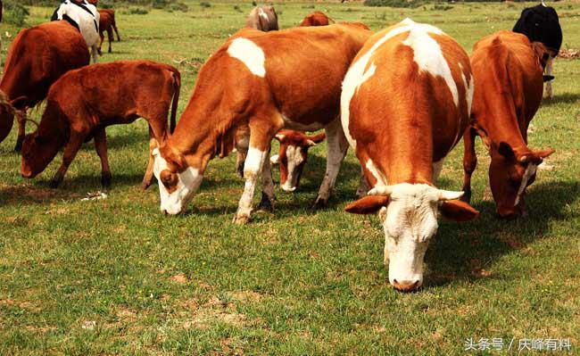 养牛技术与牛病的防治,牛常见病防治技术