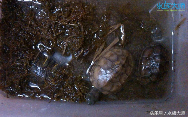 冬眠的龟没清肠能重头清肠吗,龟冬眠需要喂食吗