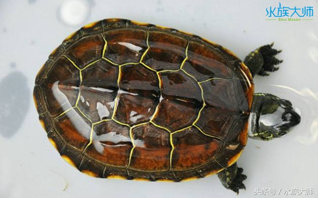 冬眠的龟没清肠能重头清肠吗,龟冬眠需要喂食吗