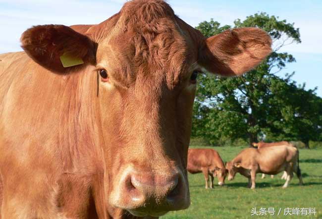 养牛技术与牛病的防治,牛常见病防治技术