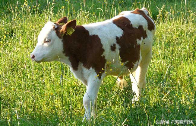 养牛技术与牛病的防治,牛常见病防治技术