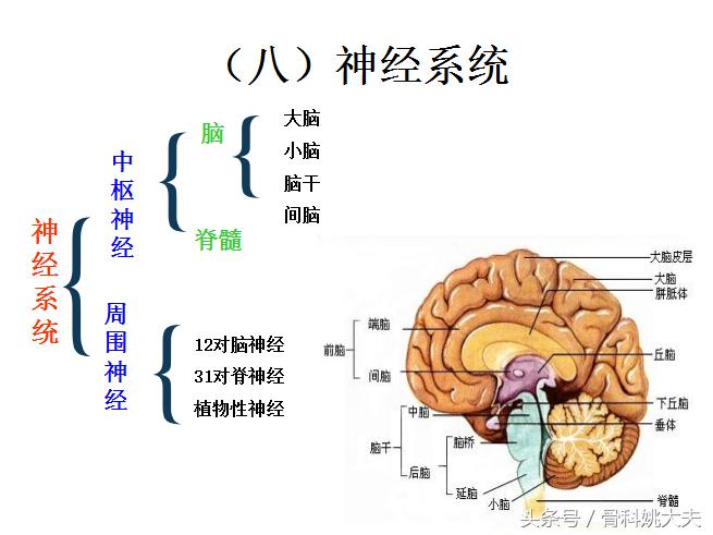 老年人护理基础知识大全,老年人的护理与保健知识