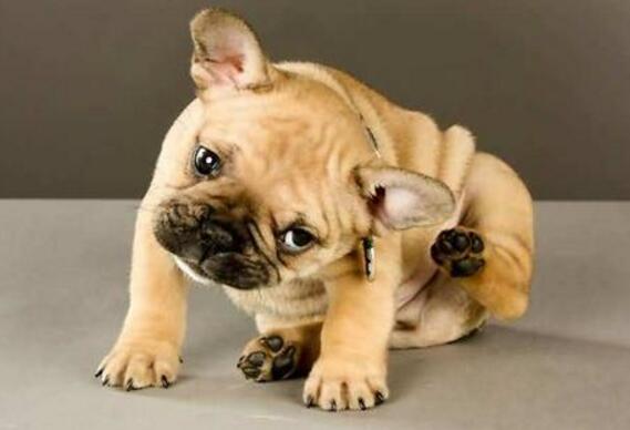 狗狗剃完毛后经常挠痒原因,狗狗半夜喘粗气还总是挠痒